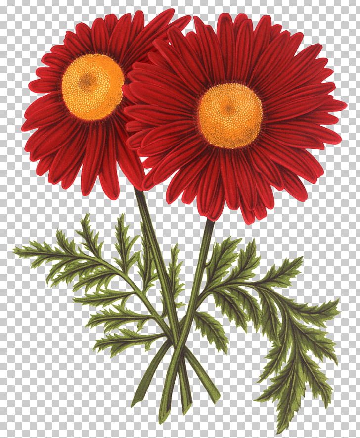 Transvaal Daisy Chrysanthemum Common Sunflower PNG, Clipart, Chrysanths, Color, Cut Flowers, Daisy, Daisy Family Free PNG Download