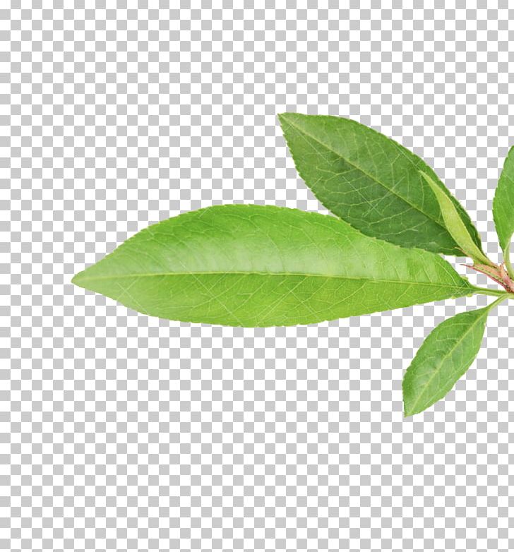 Leaf Durazno Fruit Peach Plant Stem PNG, Clipart, Best Practice, Durazno, Durazno Department, Flavor, Fruit Free PNG Download