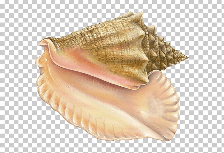 Monterey Bay Aquarium Clam Ankimo Mussel Oyster PNG, Clipart, Ankimo, Clam, Clams Oysters Mussels And Scallops, Cockle, Conch Free PNG Download