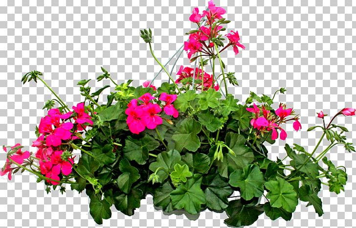 Plant Flower Shrub PNG, Clipart, Annual Plant, Desktop Wallpaper, Flores Blancas, Flower, Flowering Plant Free PNG Download