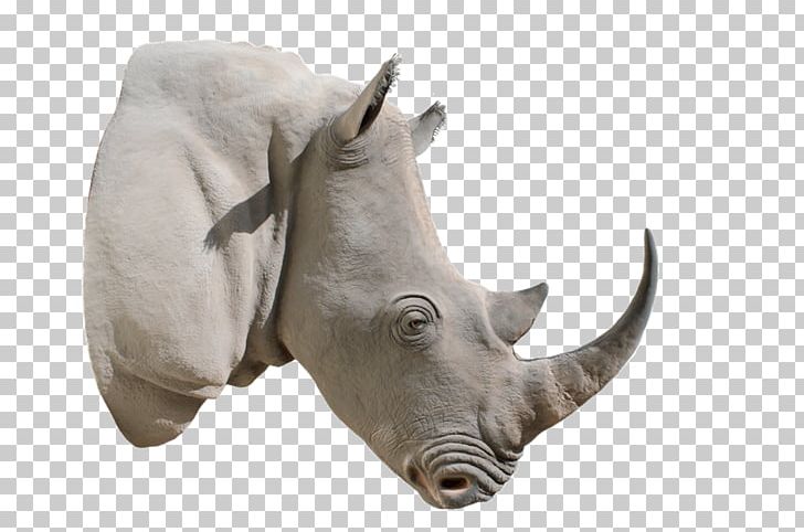 White Rhinoceros Horn PNG, Clipart, African Elephant, Black Rhinoceros, Download, Elephantidae, Elephants And Mammoths Free PNG Download