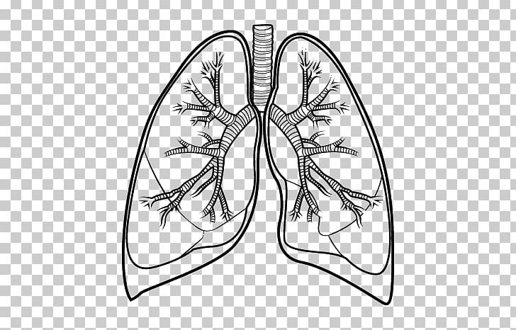 Lung Drawing Bronchus Human Body PNG, Clipart, Anatomy, Angle, Artwork, Color, Hand Free PNG Download