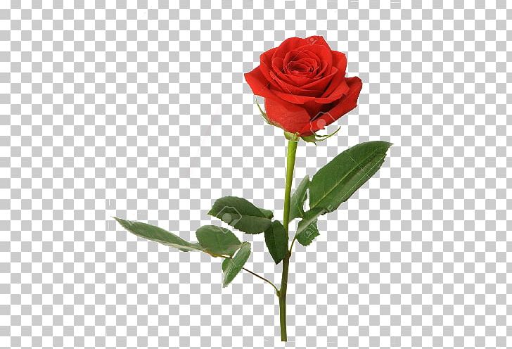 Stock Photography Desktop Rose Red Flower PNG, Clipart, Artificial Flower, Desktop Wallpaper, Floribunda, Flower, Flowers Free PNG Download