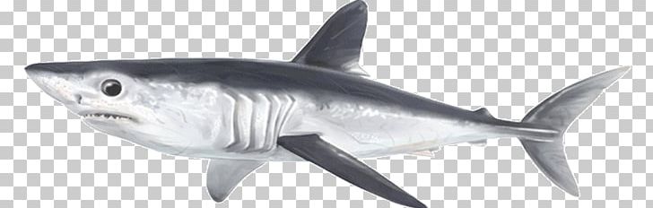 Tiger Shark Porbeagle Galeomorphii Serratolamna Squalicorax PNG, Clipart, Alicante, Animal Figure, Carcharhiniformes, Carcharhinus, Carcharhinus Priscus Free PNG Download