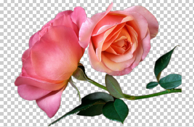 Garden Roses PNG, Clipart, Bud, Camellia, Cut Flowers, Floribunda, Flower Free PNG Download