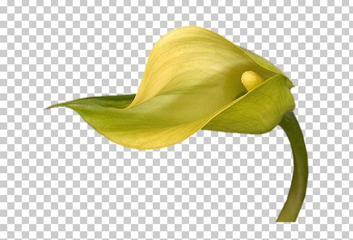 Arum Lilies Flower Yellow Arum-lily PNG, Clipart, Alismatales, Arum, Arum Lilies, Arumlily, Bog Arum Free PNG Download