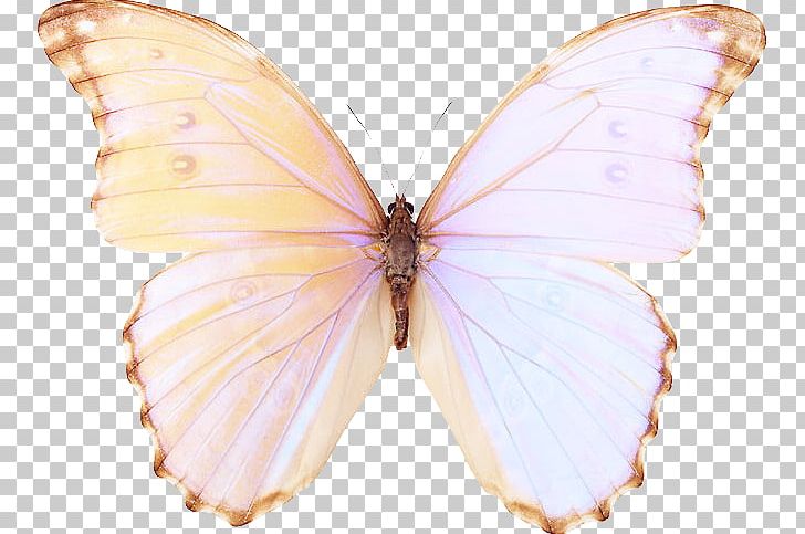 Butterfly Blog Kleurplaat Pieridae PNG, Clipart, Arthropod, Blog, Bombycidae, Brush Footed Butterfly, Butterflies And Moths Free PNG Download