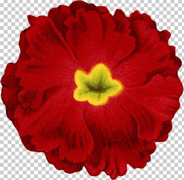 Carnation Cut Flowers Petal Botany PNG, Clipart, Annual Plant, Botany