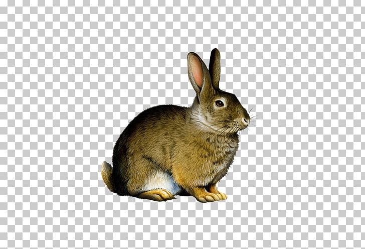 Easter Bunny Hare PNG, Clipart, Animal, Animals, Cute, Cute Animal, Cute Animals Free PNG Download