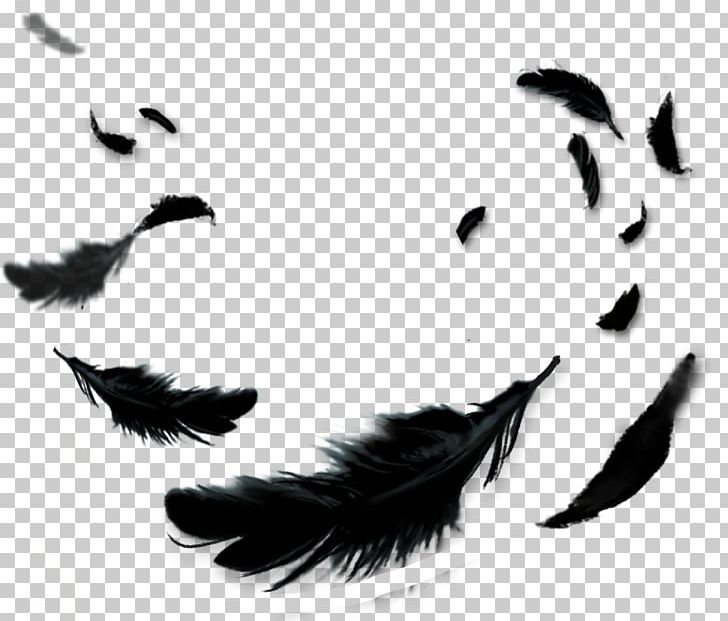 Feather Black Color PNG, Clipart, Abstract Pattern, Animals, Black, Color, Feathers Free PNG Download