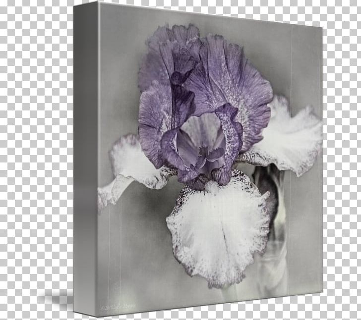 Gallery Wrap Canvas Art Flowering Plant Printing PNG, Clipart, Art, Canvas, Flower, Flowering Plant, Gallery Wrap Free PNG Download
