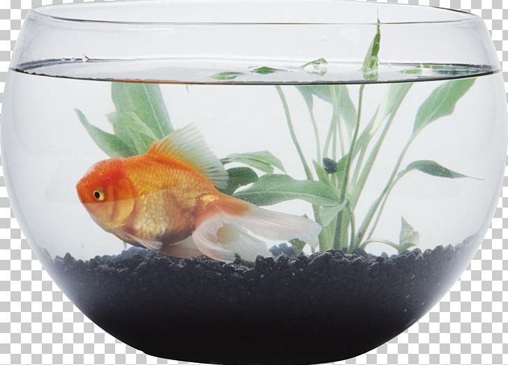 Siamese Fighting Fish Goldfish Aquarium Bowl PNG, Clipart, Animals, Aquarium, Aquarium Filters, Bony Fish, Bowl Free PNG Download