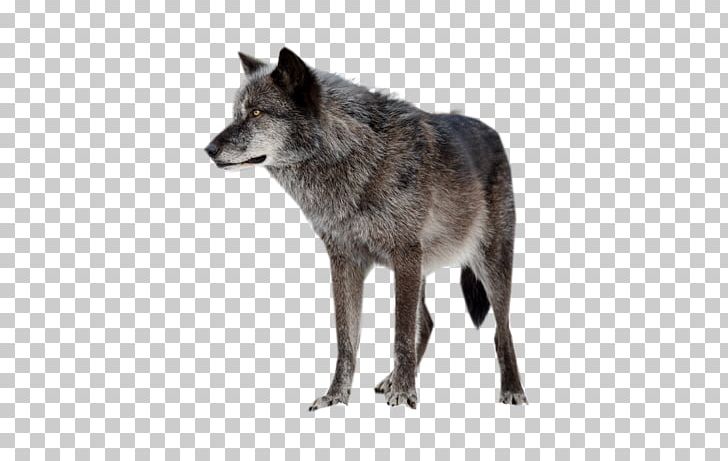 Alaskan Tundra Wolf Horse PNG, Clipart, Alaskan Tundra Wolf, Arctic Wolf, Black Wolf, Canis, Canis Lupus Tundrarum Free PNG Download