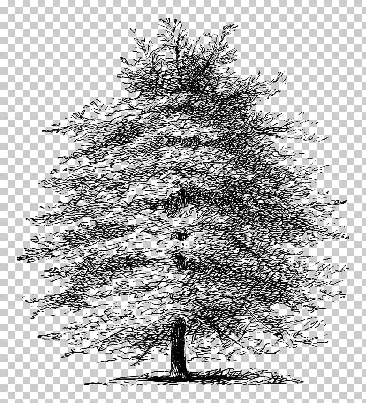 Mediterranean Cypress Tree Pine Etching Drawing PNG, Clipart, Black And White, Branch, Christmas Tree, Conifer, Conifer Cone Free PNG Download