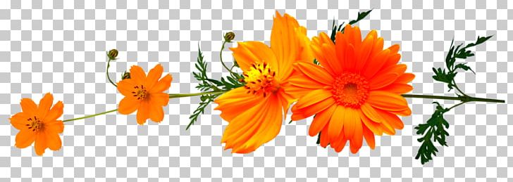 Orange Others Computer Wallpaper PNG, Clipart, Computer Wallpaper, Daisy Family, Digital Image, Encapsulated Postscript, Flower Free PNG Download