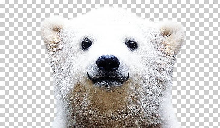 Polar Bear Desktop Theme PNG, Clipart, Animal, Animals, Bear, Carnivoran, Computer Free PNG Download