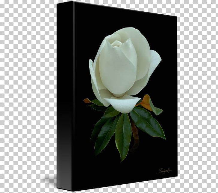 Still Life Photography Gardenia Magnolia Family Cut Flowers PNG, Clipart, Cut Flowers, Flower, Flowering Plant, Gardenia, Magnolia Free PNG Download