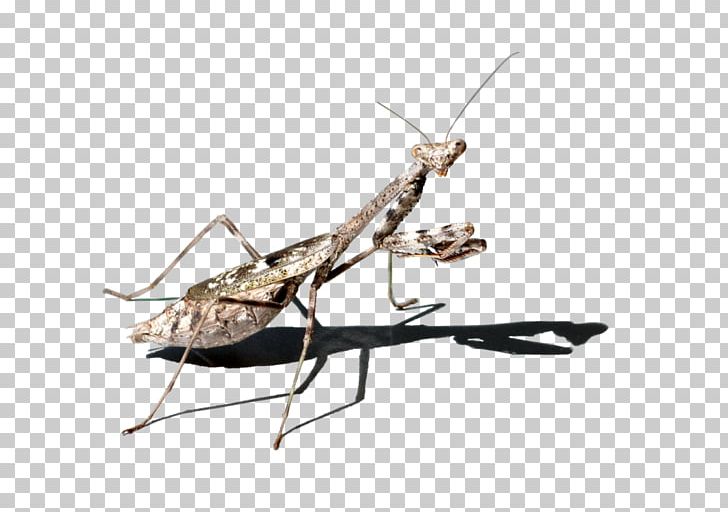 Stock Photography PNG, Clipart, Arthropod, Chevrolet, Cricket, Cricket Like Insect, Desktop Wallpaper Free PNG Download