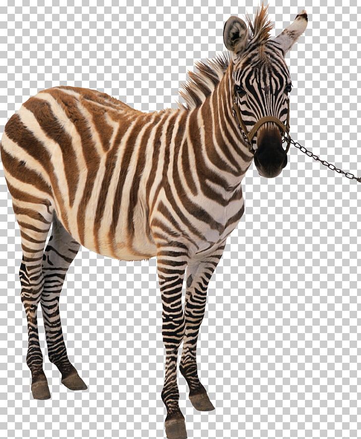 Printing Zebra Technologies Barcode Printer PNG, Clipart, Animal, Animals, Barcode, Black, Black And White Stripes Free PNG Download