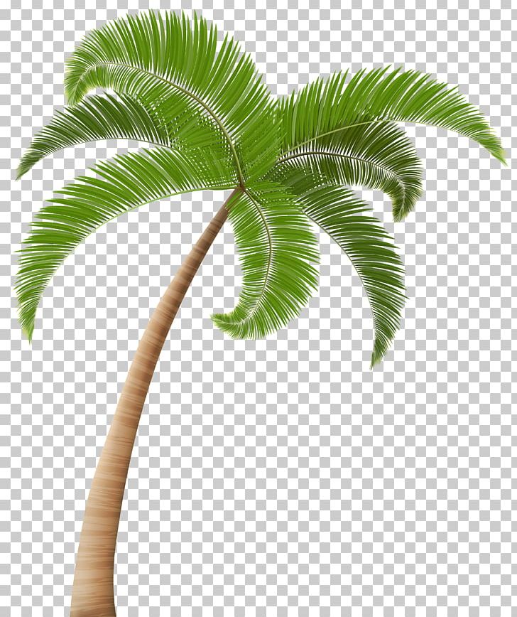 Palm Trees PNG, Clipart, Arecaceae, Arecales, Clipart, Clip Art, Coconut Free PNG Download