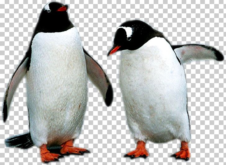 Penguin PNG, Clipart, Animals, Beak, Bird, Christmas Penguin, Cute Penguin Free PNG Download