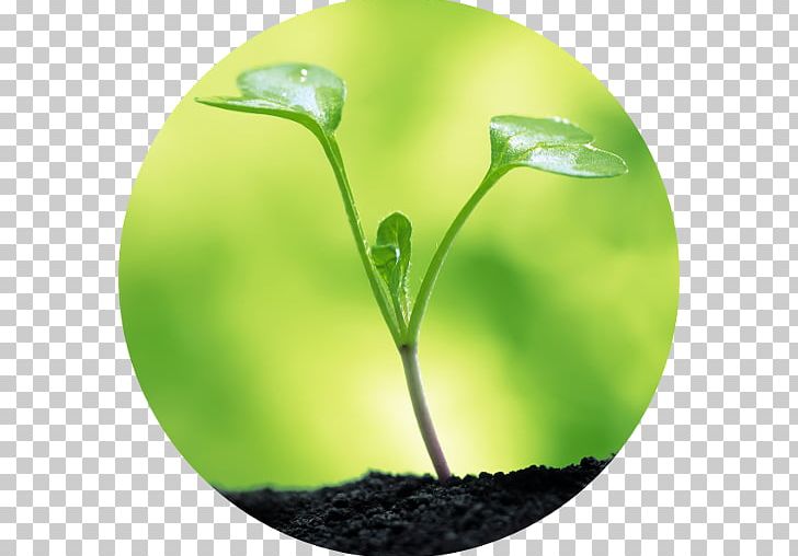 Water Soil Seed Clay Plant PNG, Clipart, Clay, Desktop Wallpaper, Fertilisers, Food, Forest Gardening Free PNG Download