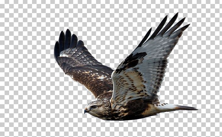 Bird Of Prey Rough-legged Buzzard Hawk Flight PNG, Clipart, Accipitriformes, Animals, Bald Eagle, Beak, Bird Free PNG Download