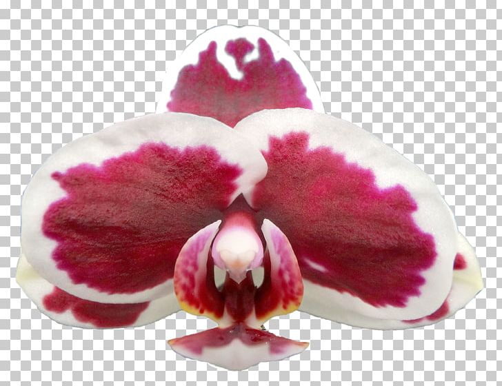 Moth Orchids Pink M PNG, Clipart, Flower, Flowering Plant, Magenta, Moth Orchid, Moth Orchids Free PNG Download