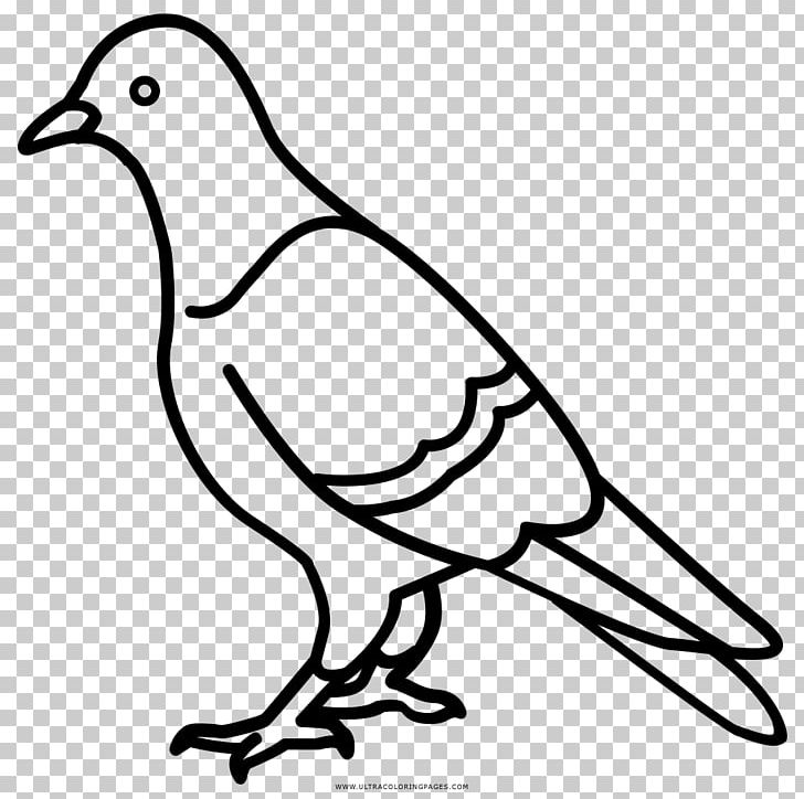 Rock Dove Columbidae Drawing Coloring Book PNG, Clipart, Animaatio, Artwork, Ausmalbild, Beak, Bird Free PNG Download