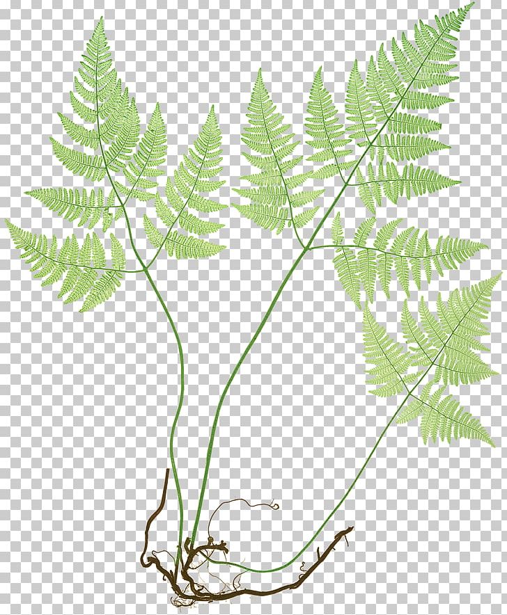 The Ferns Of Great Britain And Ireland Common Polypody Northern Oak Fern Elkhorn Fern PNG, Clipart, Branch, Elkhorn Fern, Fern, Ferns And Horsetails, Ferns Of Great Britain And Ireland Free PNG Download