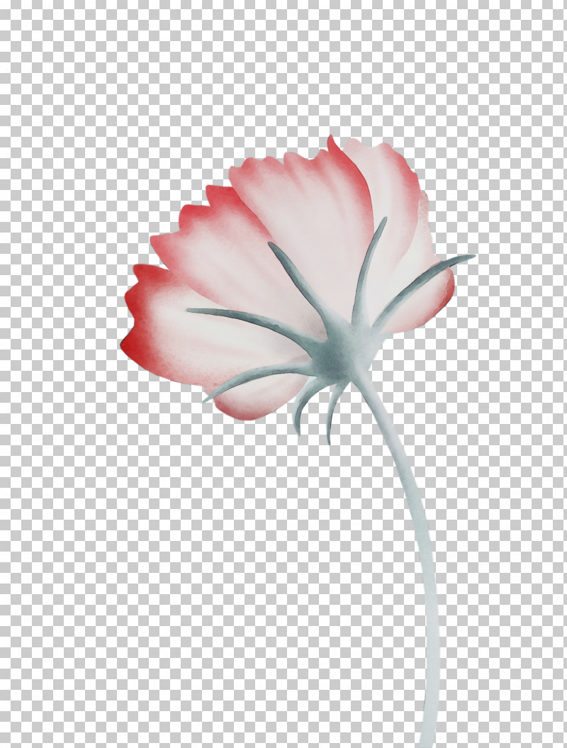 Rose PNG, Clipart, Biology, Carnation, Closeup, Computer, Cut Flowers Free PNG Download