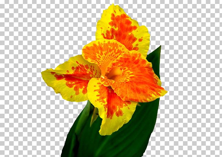 Canna Indica Flower PNG, Clipart, Amaryllis Family, Beautiful, Beautiful Flowers, Big, Big Flower Free PNG Download