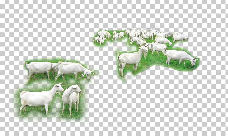 Goat Sheep Cattle Herd PNG, Clipart, Animal, Animals, Cartoon Goat, Cattle, Cattle Like Mammal Free PNG Download