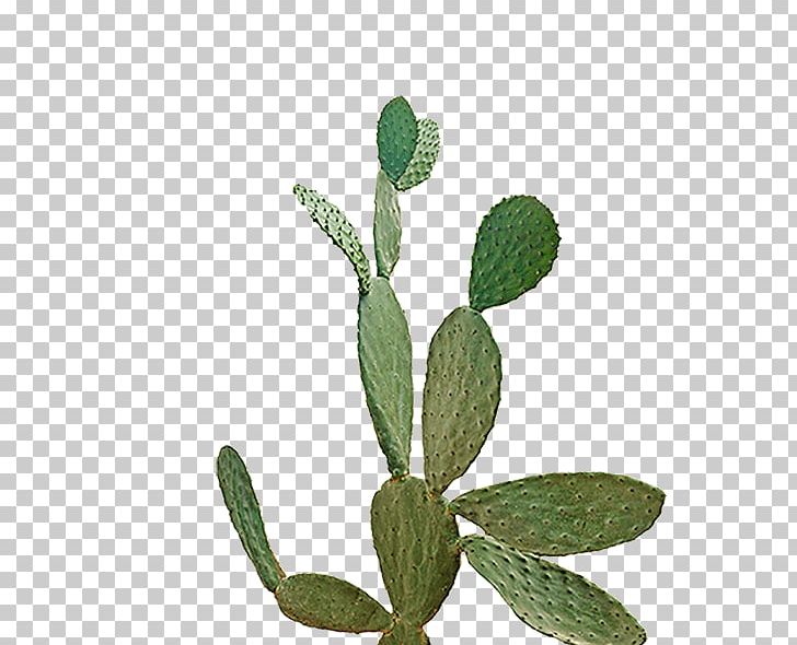 Graphic Design Herb Communication Graphics PNG, Clipart, Art, Communication, Graphic Design, Herb, Media Free PNG Download