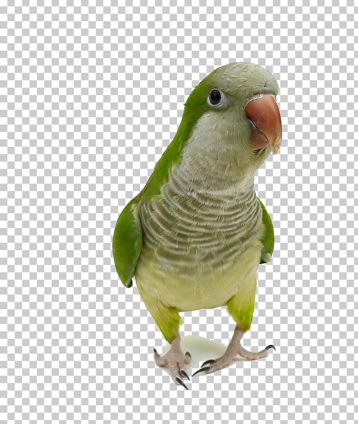 Monk Parakeet Parrot Bird Cockatiel Pet PNG, Clipart, Animals, Beak, Bird Nest, Birds, Cage Free PNG Download