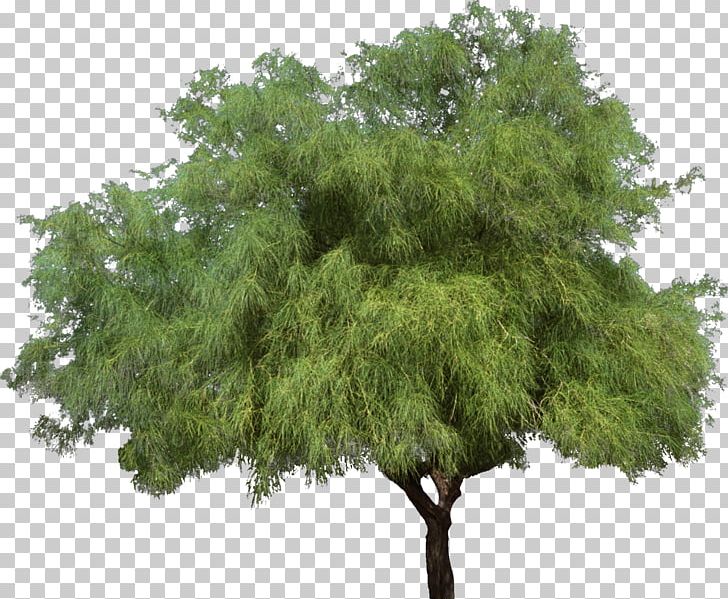 Tree Weeping Willow Shrub Woody Plant PNG, Clipart, 2d Computer Graphics, Branch, Bushes, Evergreen, Grass Free PNG Download