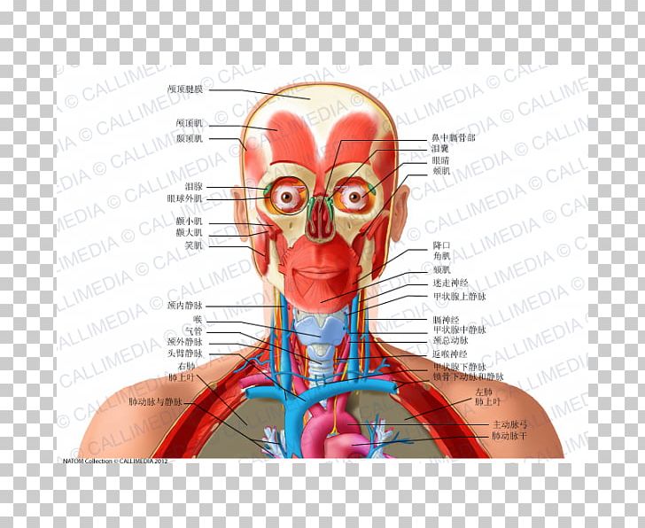 Anatomy Human Body Recurrent Laryngeal Nerve Human Head Neck PNG, Clipart, Anatomy, Anterior, Blood Vessel, Degree, Ear Free PNG Download