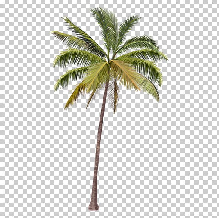 Arecaceae Coconut Tree Coco's Beach Club Cancun PNG, Clipart, Arecaceae, Beach Club, Cancun, Coconut Tree Free PNG Download