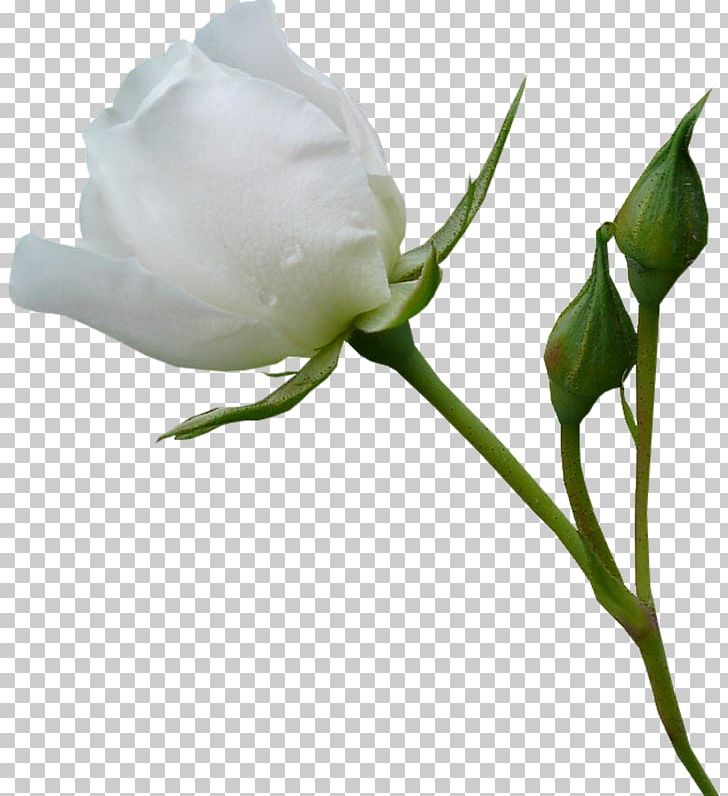 Beach Rose Garden Roses Flower PNG, Clipart, Background White, Black White, Bud, Cut Flowers, Euclidean Vector Free PNG Download