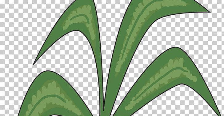 Leaf Plant Stem PNG, Clipart, Chicka Chicka Boom Boom, Grass, Leaf, Organism, Plant Free PNG Download
