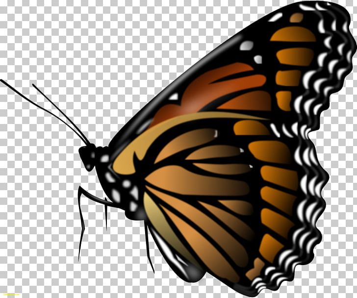 Monarch Butterfly Insect PNG, Clipart, Arthropod, Brush Footed Butterfly, Butterfly, Color, Coloring Book Free PNG Download