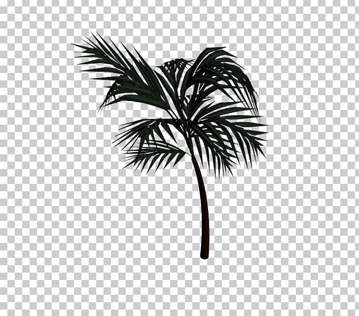 Asian Palmyra Palm Arecaceae Date Palm Leaf Drawing PNG, Clipart, Arecaceae, Arecales, Asian Palmyra Palm, Black And White, Borassus Free PNG Download