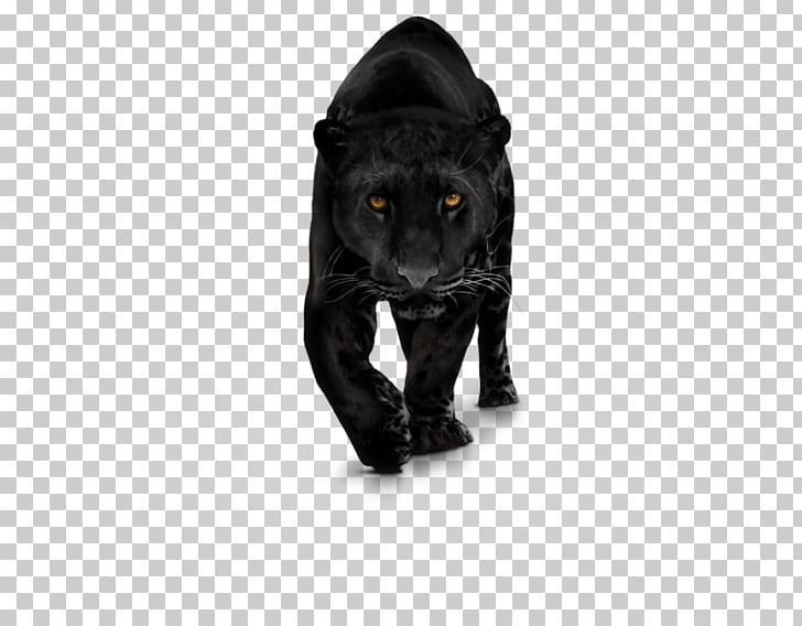 Black Panther Jaguar Leopard Cougar Cheetah PNG, Clipart, Big Cat, Big Cats, Black, Black Cat, Black Panther Free PNG Download