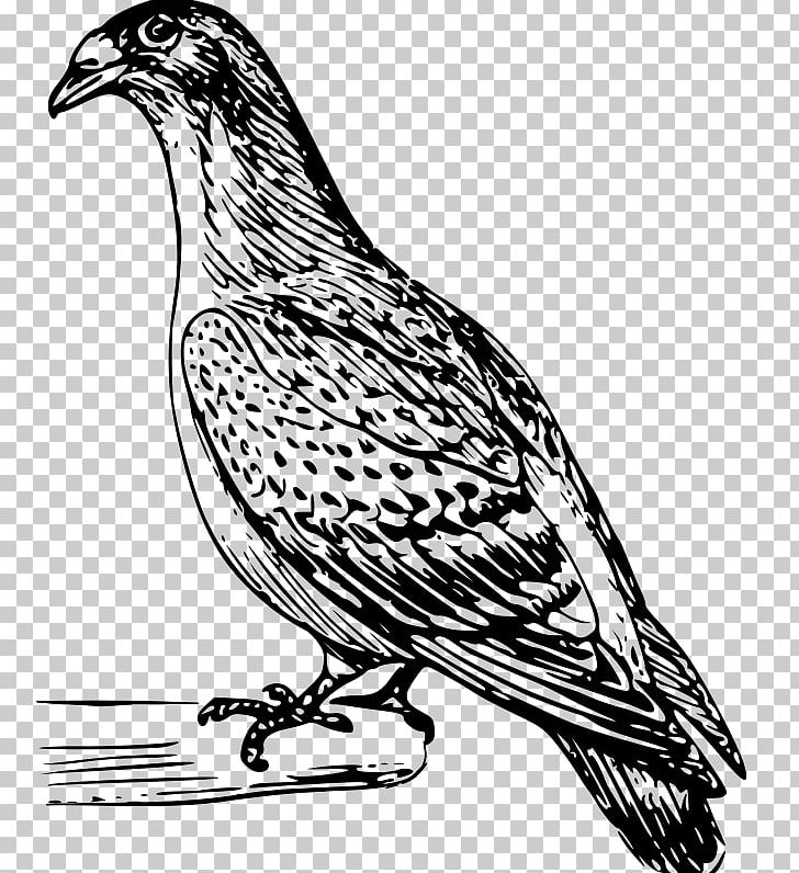 Columbidae Domestic Pigeon Drawing PNG, Clipart, Animal, Art, Artwork, Beak, Bird Free PNG Download