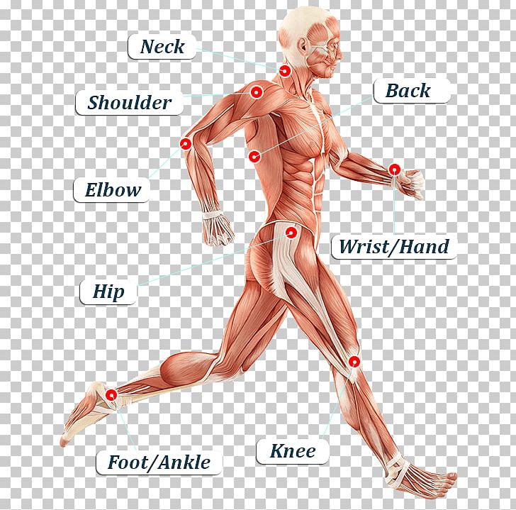 Iliotibial Band Syndrome Iliotibial Tract Tensor Fasciae Latae Muscle Fascia Lata Human Body PNG, Clipart, Abdomen, Arm, Chest, Fascia, Fascia Lata Free PNG Download