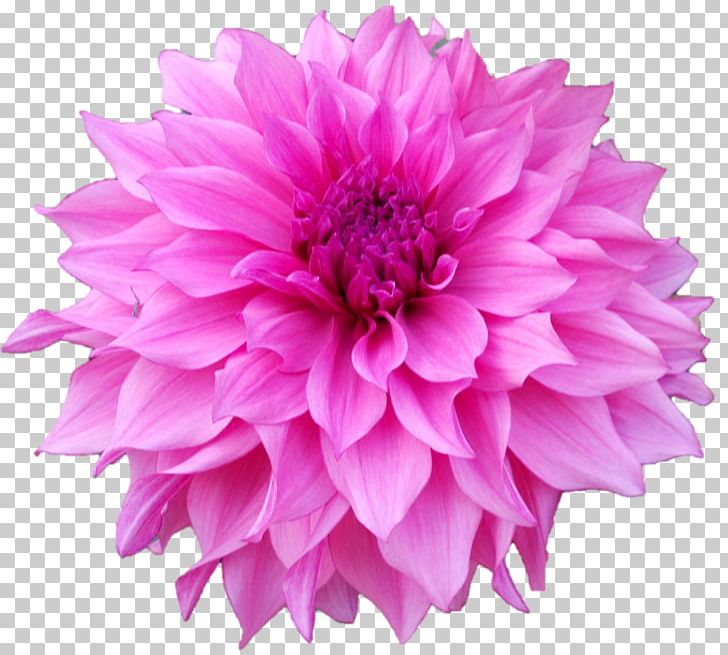 Paper Party Pom-pom Dahlia Pink PNG, Clipart, Annual Plant, Aster, Chrysanths, Cloth Napkins, Color Free PNG Download
