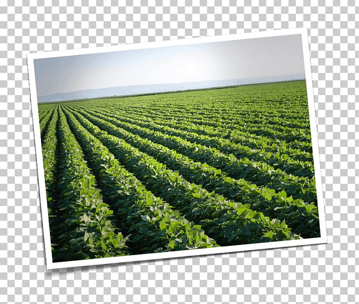 Soy Milk Crop Genetically Modified Soybean Genetically Modified Organism PNG, Clipart, Agriculture, Crop, Energy, Fertilisation, Field Free PNG Download