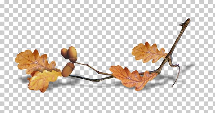 Autumn Summer Desktop PNG, Clipart, Autumn, Blog, Branch, Clip Art, Desktop Wallpaper Free PNG Download