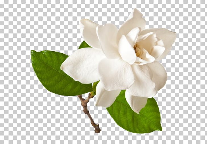 Cape Jasmine Stock Photography Gardenia Thunbergia Flower PNG, Clipart, Blossom, Can Stock Photo, Cape, Cape Jasmine, Clip Art Free PNG Download