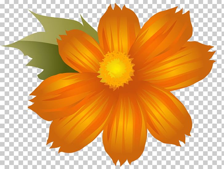 Flower Orange PNG, Clipart, Annual Plant, Calendula, Chrysanths, Computer Wallpaper, Daisy Family Free PNG Download